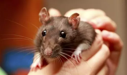 എലിപ്പനി; സംസ്ഥാനത്ത് ഒരു മരണം കൂടി