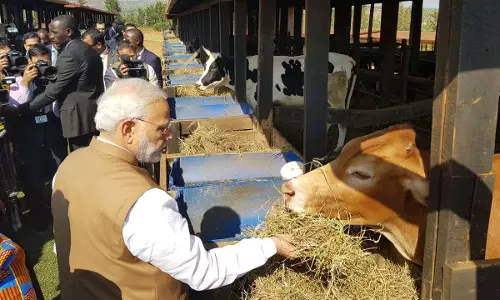 ‘ബീഫ്‌  തിന്നുന്ന നാട്ടുകാര്‍ക്ക് മോദിയുടെ 200 പശുക്കള്‍; ചിരിപ്പിച്ച് ട്വിറ്റര്‍ 