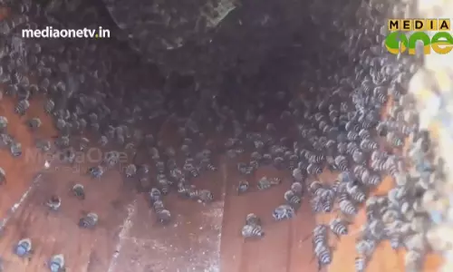 Weekend Arabia | തേനീച്ച വളർത്തലിൽ യമനികൾ (Epi276Part3)  