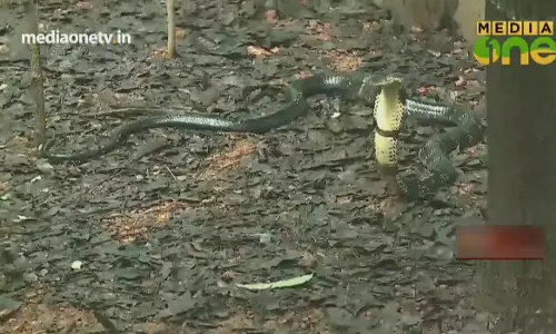 News Theatre |28-0718| പഴശ്ശിനിക്കടവ് രാജവെമ്പാല 