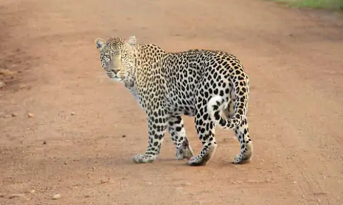 ബൈക്ക് യാത്രികരായ ദമ്പതികളെ പുള്ളിപ്പുലി ആക്രമിച്ചു, പിഞ്ചുകുഞ്ഞിനെ കടിച്ചു കൊണ്ടു പോയി