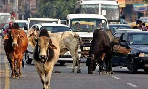 ജംഷഡ്പൂരിനെ രാജ്യത്തെ ആദ്യ ‘ചാണക വിമുക്ത നഗര’മാക്കും; പുതിയ പദ്ധതിയുമായി ജാര്‍ഖണ്ഡ് സര്‍ക്കാര്‍