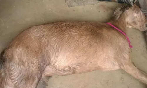 ഗര്‍ഭിണിയായ ആടിനെ എട്ട് പേര്‍ ബലാത്സംഗം ചെയ്ത് കൊന്നു