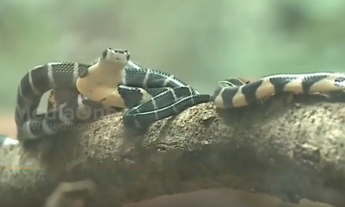 കണ്ണൂരിന് കാവലായി 23 രാജവെമ്പാല കുഞ്ഞുങ്ങള്‍   