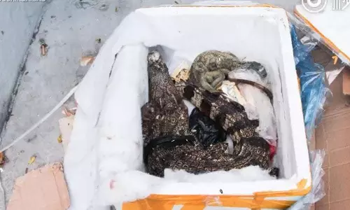 ഹെല്‍ത്ത് കെയര്‍ ഉല്‍പന്നങ്ങള്‍ ഓണ്‍ലൈനില്‍ ഓര്‍ഡര്‍ ചെയ്തു; കിട്ടിയത് ചത്ത മുതലയും പല്ലിയും