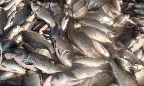 വിഷാംശം ഒഴിവാക്കി ഗുണനിലവാരമുള്ള മത്സ്യത്തിന്റെ ലഭ്യത ഉറപ്പ് വരുത്തുന്ന നിയമനിര്മ്മാണത്തിന് അംഗീകാരം വിഷാംശം ഒഴിവാക്കി ഗുണനിലവാരമുള്ള മത്സ്യത്തിന്റെ ലഭ്യത ഉറപ്പ് വരുത്തുന്ന നിയമനിര്മ്മാണത്തിന് അംഗീകാരം