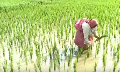 മഴ ചതിച്ചു; പക്ഷേ, പ്രതീക്ഷയുടെ ഞാറുകൾ വീണ്ടും നട്ടുകൊണ്ടിരിക്കുന്നു ഇവര്‍