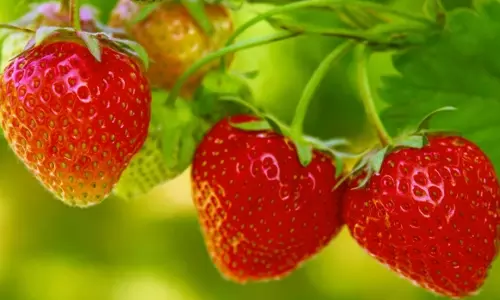 വേണമെങ്കില്‍ സ്ട്രോബറി ഷിപ്പിങ്ങ് കണ്ടെയ്നറുകളിലും വിളയും