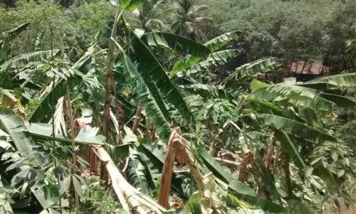 കാലവർഷം തകര്‍ത്ത് പെയ്തപ്പോള്‍ കുട്ടനാടൻ മേഖലയില്‍ കർഷകർക്ക് ബാക്കിയായത് നഷ്ടങ്ങള്‍ മാത്രം