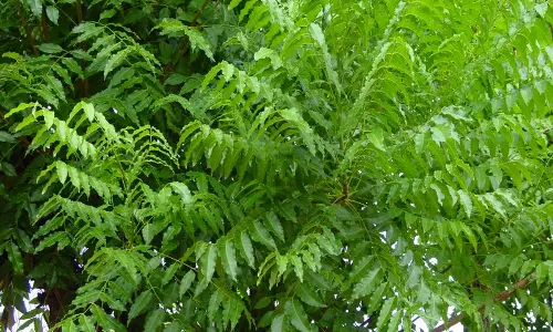 ഹാജിമാര്‍ക്ക് തണലേകി ആര്യവേപ്പുകള്‍