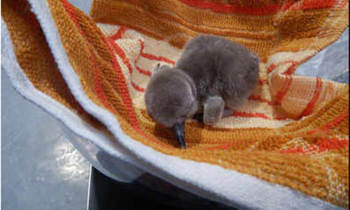 ഇന്ത്യയിലെ ആദ്യത്തെ ഹംബോള്‍ട്ട് പെന്‍ഗ്വിന്‍ ബൈക്കുള്ള സൂവില്‍ പിറന്നു