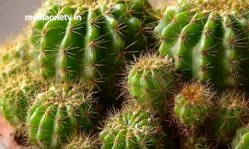 പൂക്കള്‍ ഹലീമയ്ക്ക് ജീവനാണ്, പൂന്തോട്ടങ്ങളും; ബോണ്‍സായി ചെടികളും കാക്ടസുകളുമായി ഒരു ഉദ്യാനം