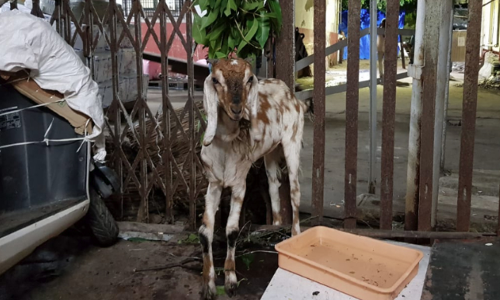 ടിക്കറ്റില്ലാതെ ട്രയിനില്‍ കയറിയ ആടിനെ റെയില്‍വെ ലേലത്തില്‍ വിറ്റു