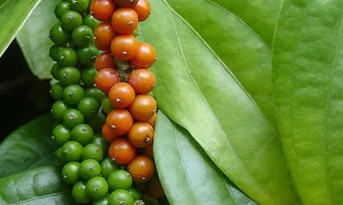 മഴമാറിയിട്ടും ദുരിതമൊഴിയാതെ വയനാട്ടിലെ കുരുമുളക് കര്‍ഷകര്‍