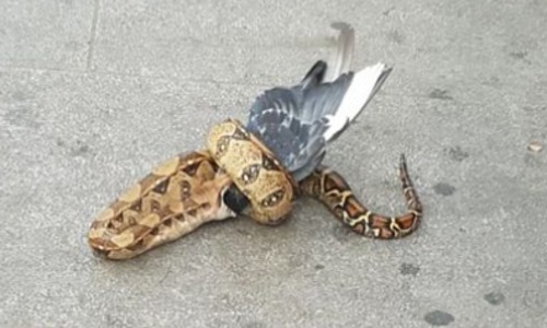 തിരക്കേറിയ റോഡ് സൈഡില്‍ പ്രാവിനെ വിഴുങ്ങുന്ന പെരുമ്പാമ്പ്; വീഡിയോ വൈറല്‍ 