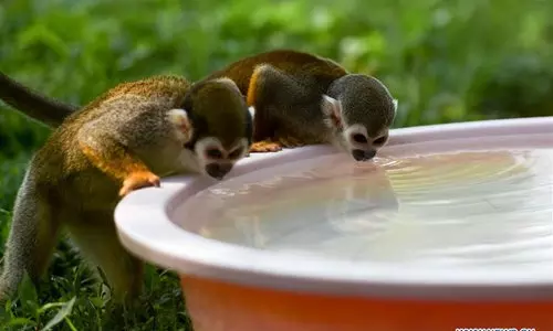 നേരത്തിന് രാജകീയ ഭക്ഷണം, നേരം തെറ്റാത്ത കുളി; ചൈനയിലെ മൃഗശാലയിലെ അന്തേവാസികള്‍ക്ക് ശുക്രദശയാണിപ്പോള്‍