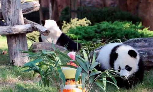 ഒന്നാം പിറന്നാള്‍ ആഘോഷിക്കുന്ന കുഞ്ഞന്‍ പാണ്ടക്ക് ആശംസകള്‍