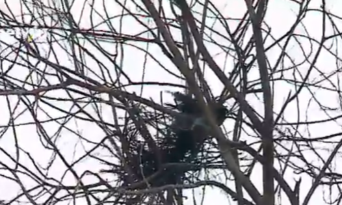 പച്ചപ്പുകള്‍ കോണ്‍ക്രീറ്റ് കാടുകള്‍ക്ക് വഴിമാറുമ്പോള്‍ വാസസ്ഥലം നഷ്ടപ്പെടുന്നവര്‍