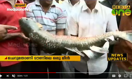 മീന്‍ പിടിക്കരുതെന്നാണ് നിര്‍ദേശം; പക്ഷേ, മീന്‍ ചട്ടിയിലേക്ക് എത്തിയാല്‍ എന്തു ചെയ്യും..!  