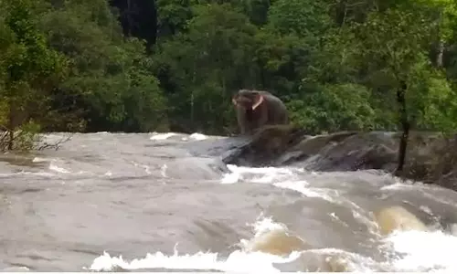 പുഴയിലെ പാറയില്‍ കുടുങ്ങിയ ആനയെ ഡാം അടച്ച് രക്ഷിക്കുന്നതിന്‍റെ ദൃശ്യങ്ങള്‍