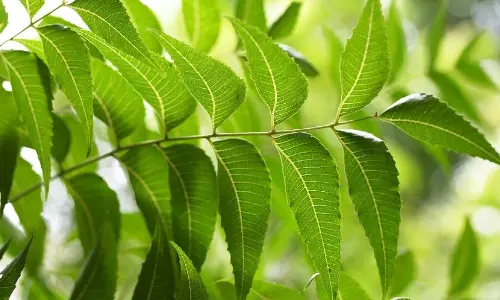 കത്തുന്ന ചൂടില്‍ ഹാജിമാര്‍ക്ക് തണലേകി ആര്യവേപ്പുകള്‍