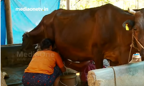പ്രളയക്കെടുതിയില്‍ വൈക്കോലും തീറ്റപ്പുല്ലും നശിച്ചു: ദുരിതകാലം തിരിച്ചുതന്ന പശുക്കളെക്കൂടി വില്‍ക്കാനൊരുങ്ങി ക്ഷീരകര്‍ഷകര്‍