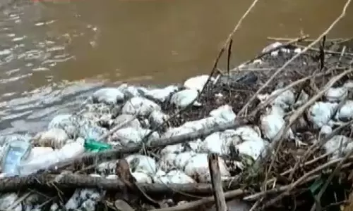 കോഴിക്കോട് പതിനയ്യായിരത്തിലധികം ചത്ത കോഴികളെ പുഴയില്‍ തള്ളി; പ്രതിഷേധവുമായി നാട്ടുകാര്‍