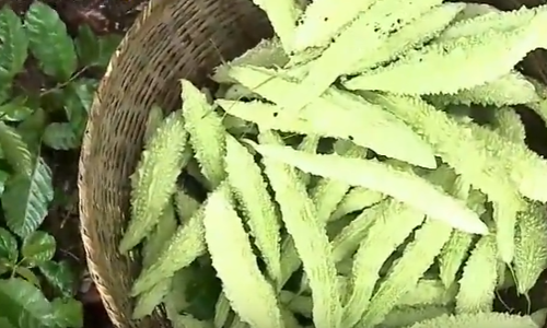 കുന്നിടിച്ച് നിരത്തിയില്ല, പകരം വിത്തിട്ടു; വയല്‍ക്കരയിലെ കുന്നുകള്‍ രജീഷിന് നല്‍കിയത് നൂറ് മേനി വിളവ്