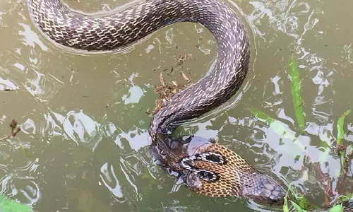 പാമ്പുകടിയേറ്റാല്‍ ശ്രദ്ധിക്കേണ്ട കാര്യങ്ങള്‍