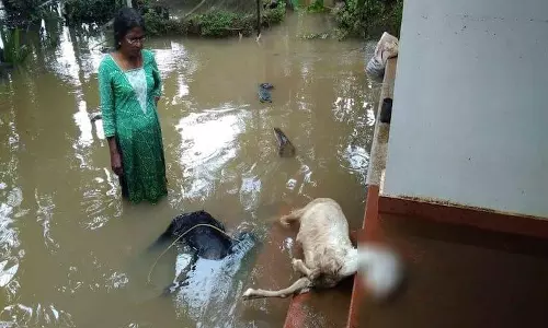 പ്രളയ ദുരന്തത്തിന്റെ നിശബ്ദ ഇരകളായി വളര്‍ത്തുമൃഗങ്ങള്‍