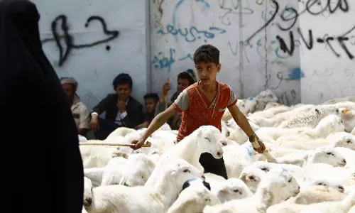 ബലിപെരുന്നാളിന് അബുദാബിയില്‍ പതിനായിരത്തോളം മൃഗങ്ങളെ ബലിയറുത്തു