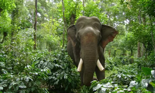 കാട്ടാനയുടെ ആക്രമണത്തിൽ മരിച്ചവരുടെ കുടുംബത്തിന് 10 ലക്ഷം നല്‍കും