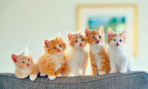 വീട്ടില്‍ പൂച്ചകളെ വളര്‍ത്തുന്നത് നിരോധിക്കാനൊരുങ്ങി ന്യൂസിലന്‍ഡിലെ ഒമൌയി ഗ്രാമം