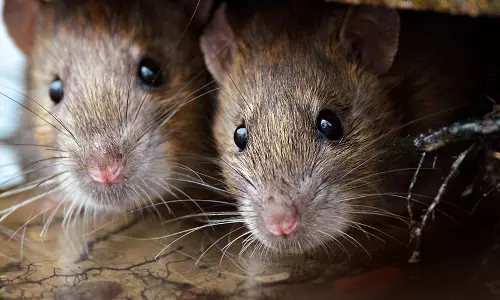 എലിപ്പനി മരണം 67 ആയി; കടുത്ത ജാഗ്രത പാലിക്കാന്‍ ആരോഗ്യ വകുപ്പ്