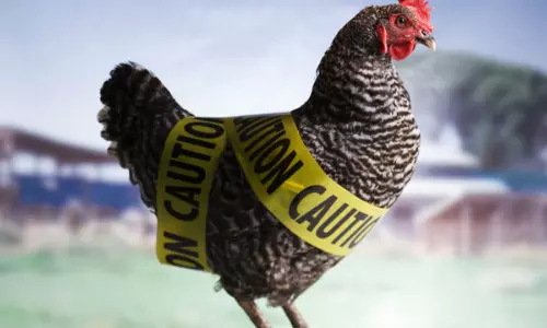 മലേഷ്യയില്‍ നിന്നുള്ള കോഴി ഇറക്കുമതിക്ക് സൗദിയുടെ താല്‍ക്കാലിക വിലക്ക്