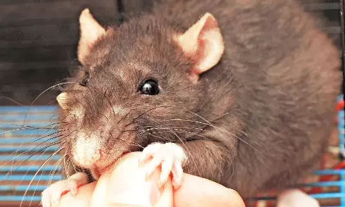 എലിപ്പനി: ജാഗ്രത പാലിക്കണമെന്ന് ആരോഗ്യമന്ത്രി കെ കെ ശൈലജ