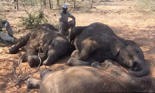 87 ആനകളെ കൊന്നു; നടന്നത് സമീപകാല ചരിത്രത്തിലെ ഏറ്റവും ഭീകരമായ കൂട്ടക്കൊല 87 ആനകളെ കൊന്നു; നടന്നത് സമീപകാല ചരിത്രത്തിലെ ഏറ്റവും ഭീകരമായ കൂട്ടക്കൊല