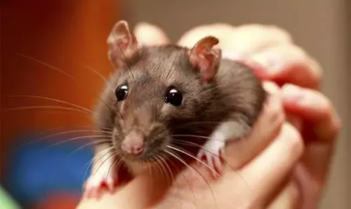 സംസ്ഥാനത്ത് എലിപ്പനി മരണം തുടരുന്നു; കോഴിക്കോട് നാല് മരണം കൂടി  