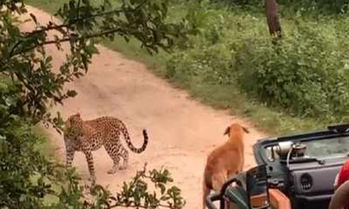 പുലി വരെ പേടിച്ചോടി ഈ തെരുവ് നായയുടെ കുര കേട്ട്; വീഡിയോ കാണാം