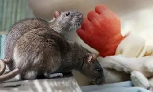 എലിപ്പനി: ഇന്ന് നാല് മരണം