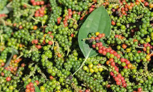 പ്രളയശേഷം കുരുമുളക് ചെടികള്ക്ക് അജ്ഞാതരോഗം: കുരുമുളകും ഇലയും കൊഴിയുന്നു പ്രളയശേഷം കുരുമുളക് ചെടികള്ക്ക് അജ്ഞാതരോഗം: കുരുമുളകും ഇലയും കൊഴിയുന്നു