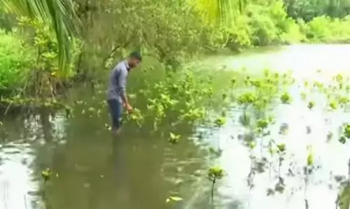 ഈ യുവാവിന്, കായലില്‍ കണ്ടല്‍ ചെടികള്‍ നടുന്നത് ഹോബി
