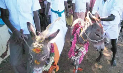 മഴ പെയ്യാന്‍ കഴുത കല്യാണം