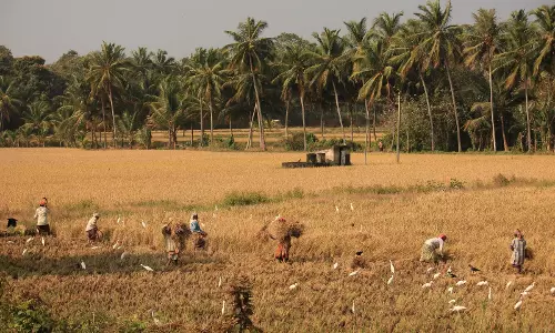വെള്ളപ്പൊക്കത്തില് നശിച്ച നെൽപ്പാടങ്ങൾ ഇപ്പോള് വെള്ളമില്ലാതെ നശിക്കുന്നു വെള്ളപ്പൊക്കത്തില് നശിച്ച നെൽപ്പാടങ്ങൾ ഇപ്പോള് വെള്ളമില്ലാതെ നശിക്കുന്നു