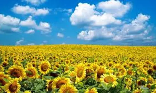 കണ്ണിന് കുളിര്‍മയേകും ഈ സൂര്യകാന്തിപ്പൂക്കള്‍... 