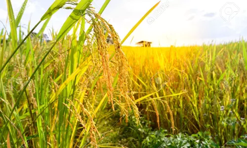 മുണ്ടകപ്പാടത്ത് പൊന്നുവിളയിച്ച് പെണ്ണുങ്ങള്‍