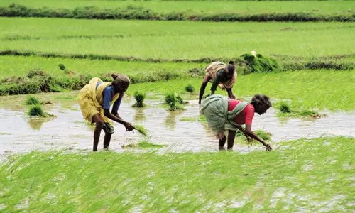സമ്മേളനനഗരിയിലേക്കുള്ള അരിക്ക് വിത്ത് വിതച്ച് കേരള സ്റ്റേറ്റ് സര്‍വീസ് പെന്‍ഷനേഴ്‌സ് യൂണിയന്‍