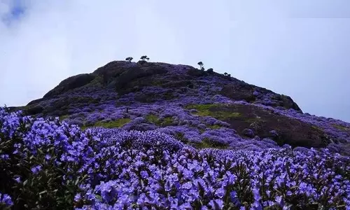 മൂന്നാറിനെ നീലപട്ടുടുപ്പിച്ച് നീലക്കുറിഞ്ഞികള്‍ പൂത്തു; വിളംബര റാലിയുമായി ഒരു കൂട്ടം യുവാക്കള്‍