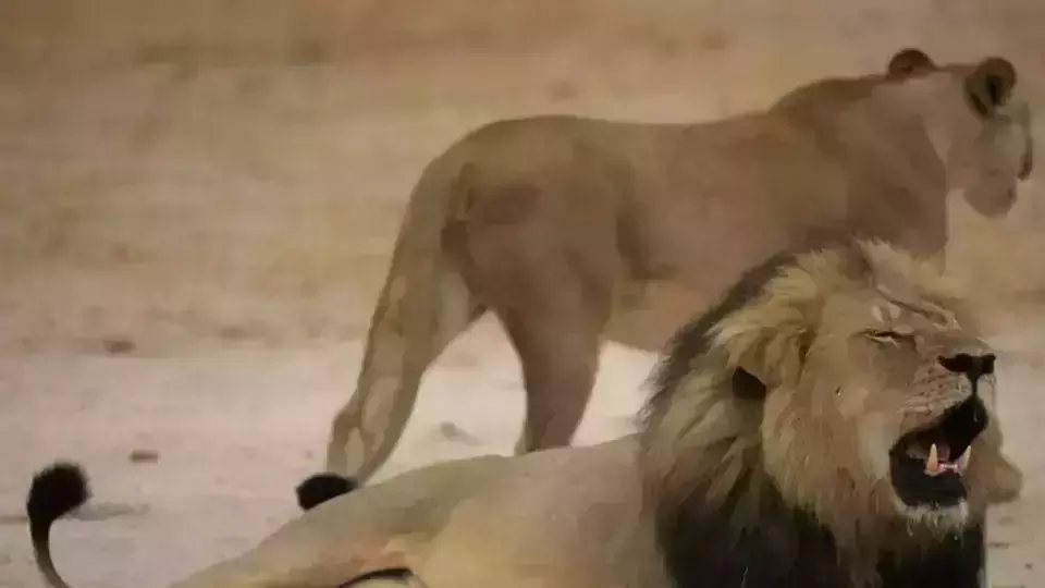 ഗിര്‍ വനത്തിലെ സിംഹങ്ങള്‍ ചത്തൊടുങ്ങുന്നു; മൂന്ന് ദിവസത്തിനിടെ കണ്ടെത്തിയത് 11 മൃതദേഹങ്ങള്‍ 