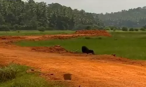 മന്ത്രിയുടെ വാക്കിന് പുല്ലുവില; ആവളപാണ്ടിയില്‍ പാടം വീണ്ടും മണ്ണിട്ട് നികത്തുന്നു